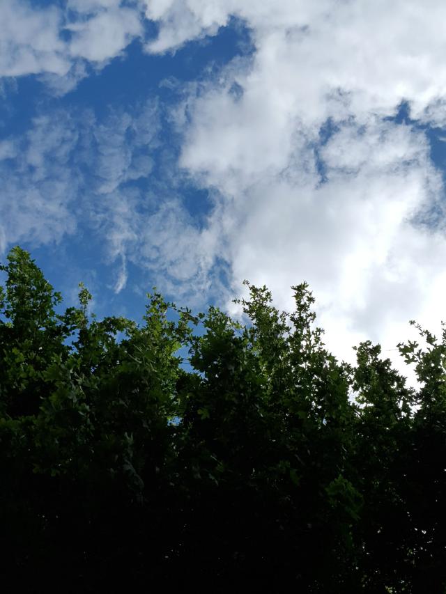 Feuillage, ciel bleu et quelques nuages