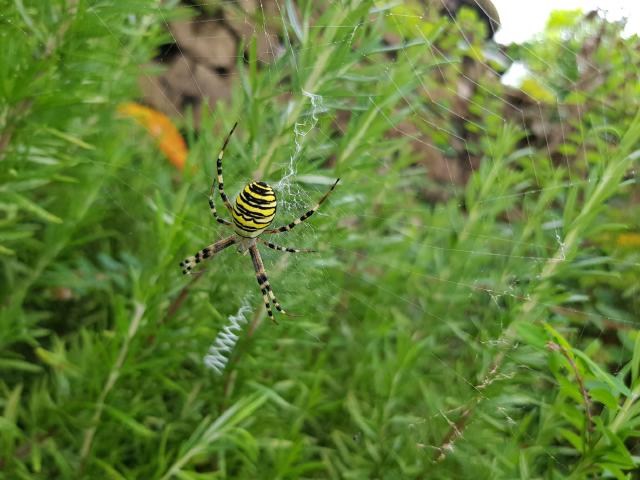 Argiope frelon