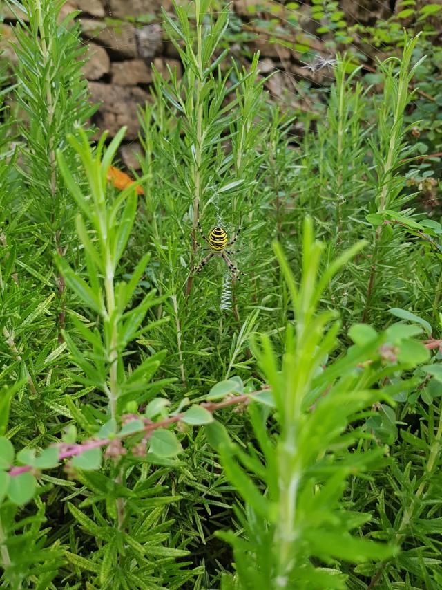 Argiope frelon