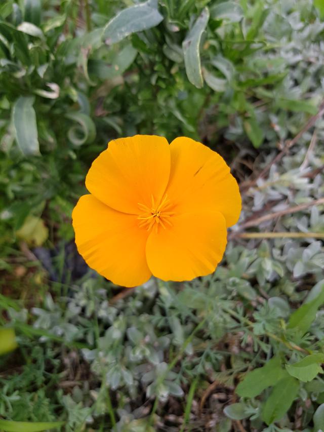 Fleur de pavot de Californie