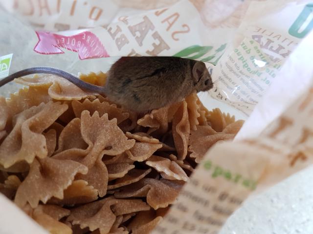 Souris dans un paquet de pâtes