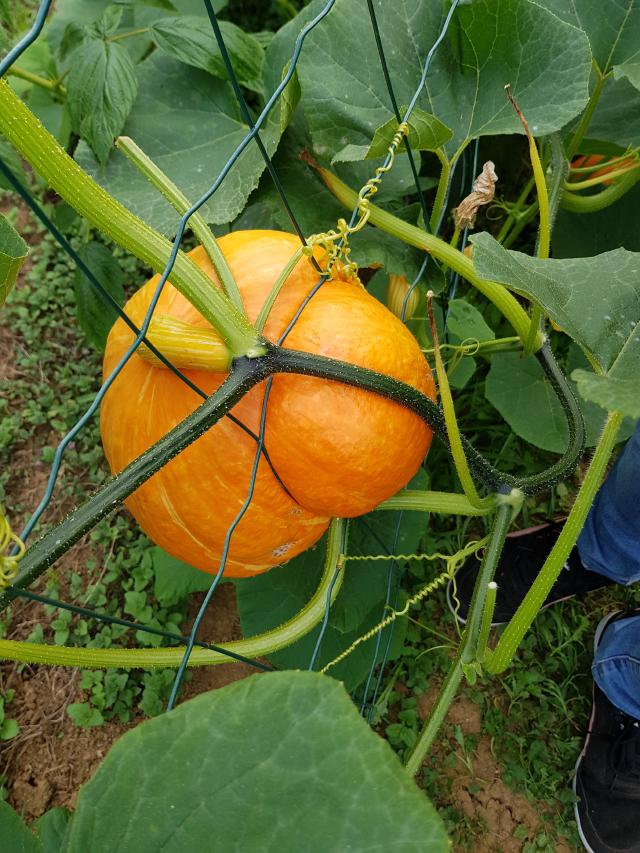Potimarron