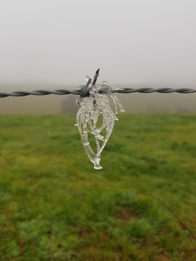 Givre sur un fil barbelé