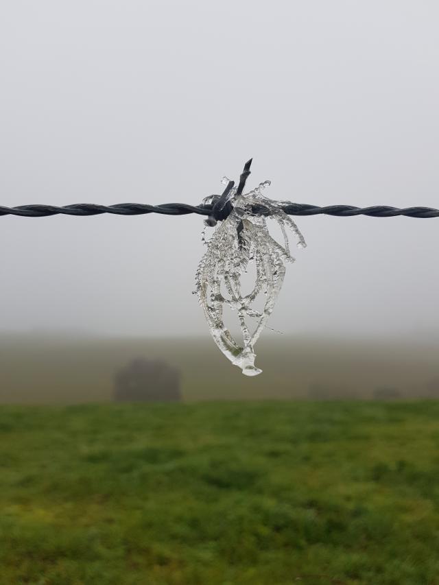 Givre sur un fil barbelé