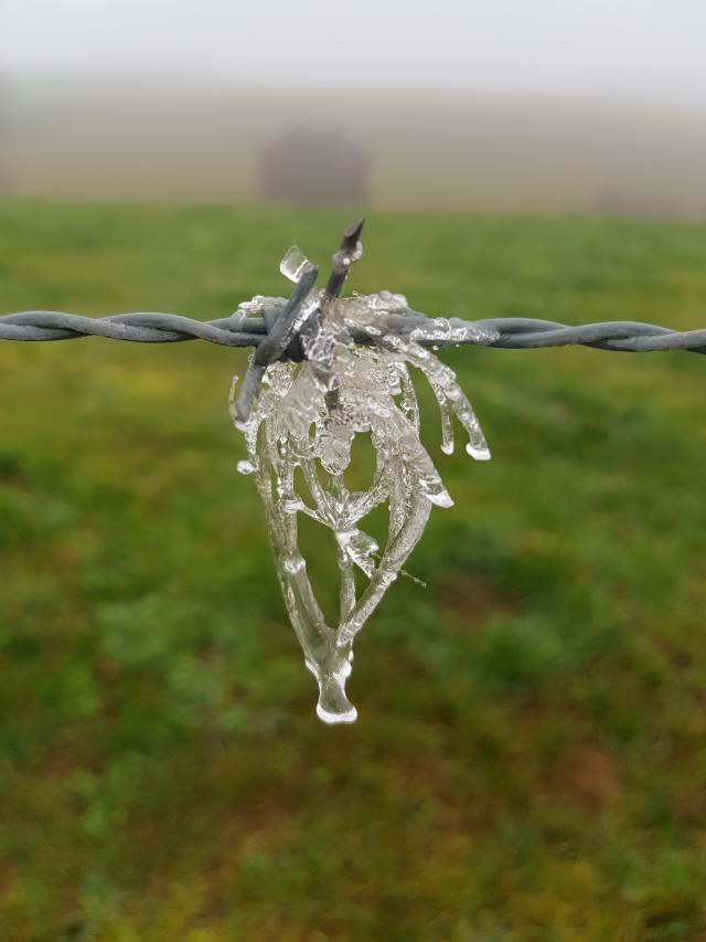 Givre sur un fil barbelé