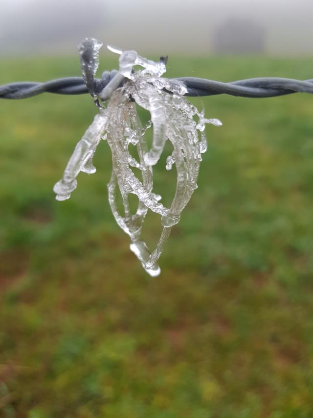 Givre sur un fil barbelé