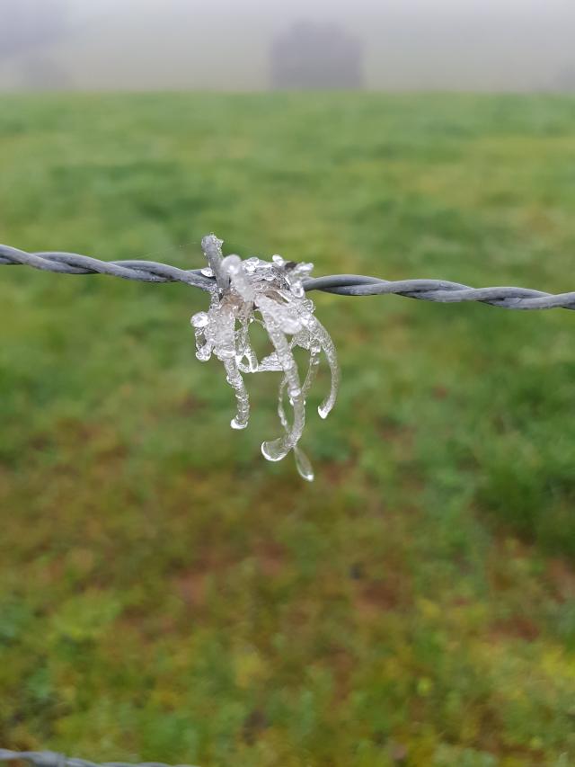 Givre sur un fil barbelé