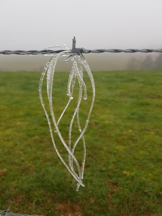 Givre sur un fil barbelé