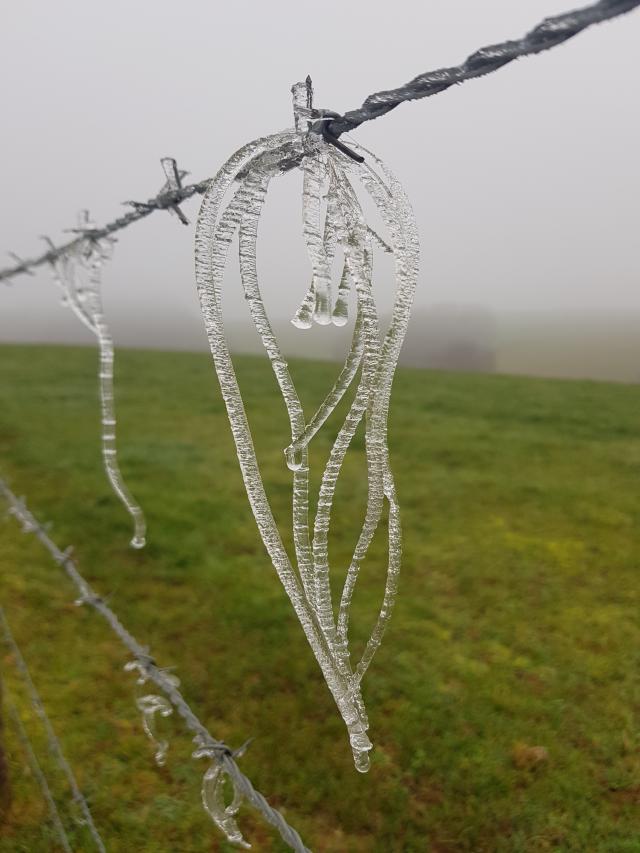 Givre sur un fil barbelé