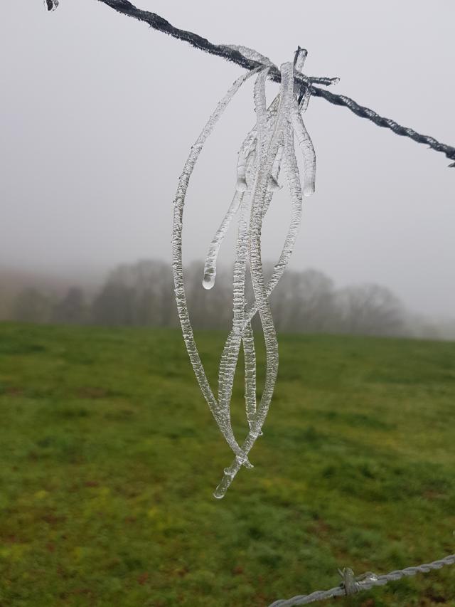 Givre sur un fil barbelé