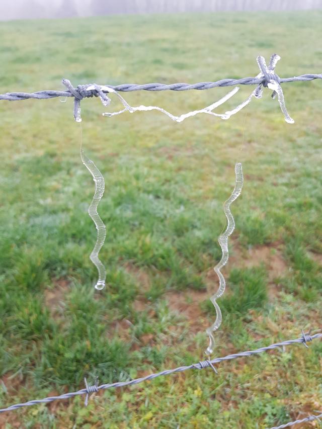 Givre sur un fil barbelé