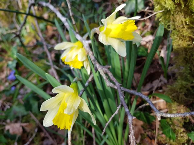 Jonquilles dans un bois