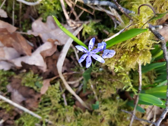 Jonquille dans un bois