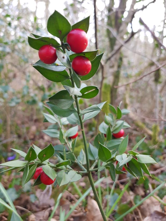 Jonquille dans un bois