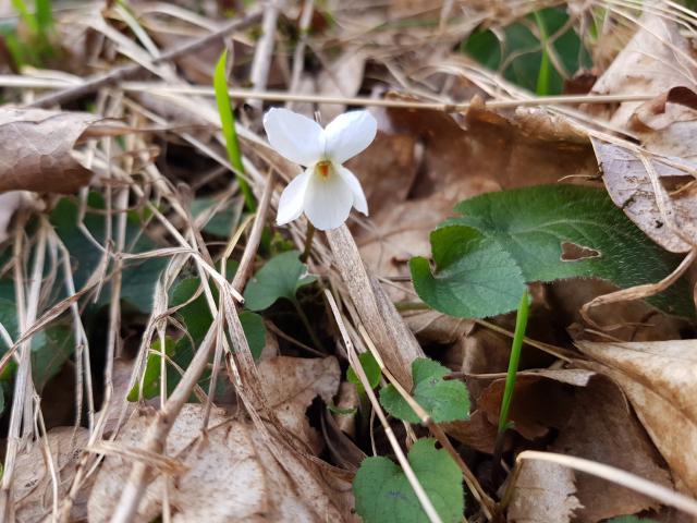 Jonquille dans un bois