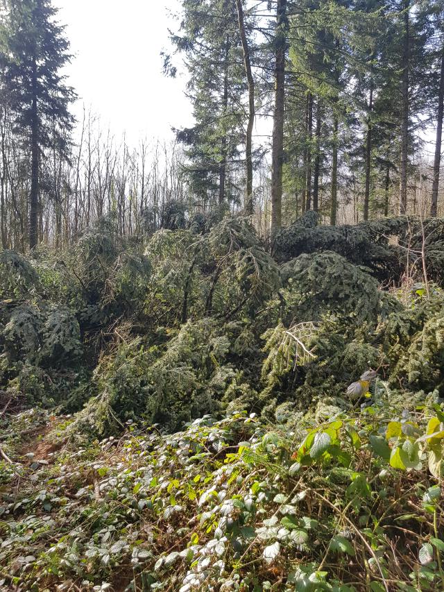 Sapins en forêt