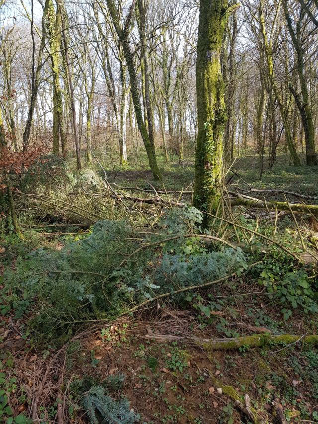 Sapins en forêt