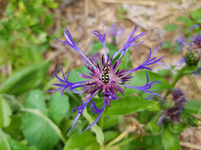 Bleuet butiné par un syrphe