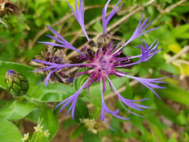 Bleuet butiné par une abeille