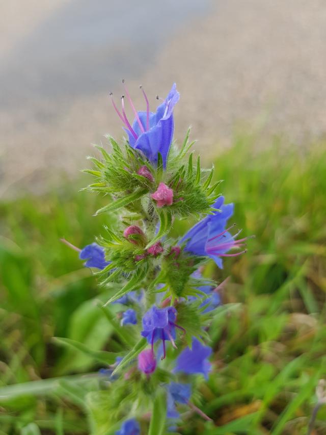 Vipérine commune en fleurs