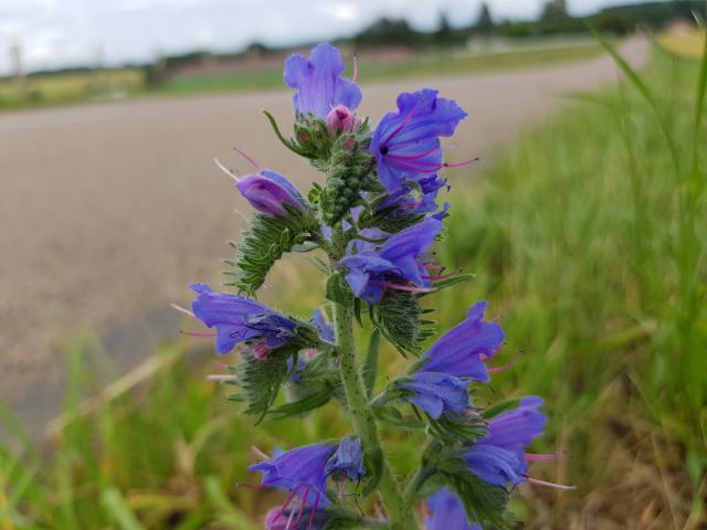 Vipérine commune en fleurs