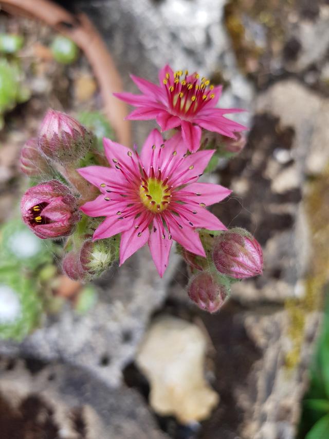 Fleurs de joubarbe à toile d'araignée
