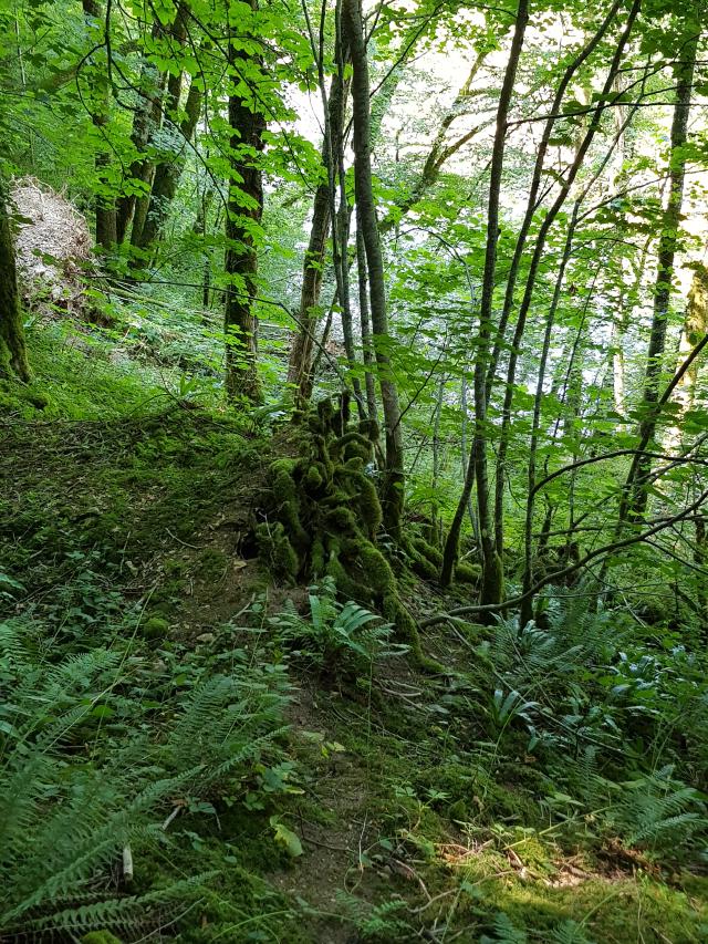 Bois au bord de la Loue