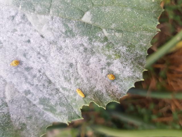 Coccinelles à 22 points sur une feuille de courgette