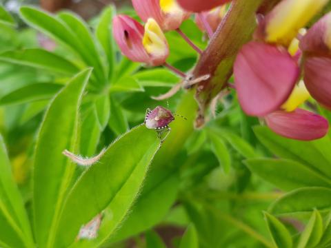 Punaise sur un lupin