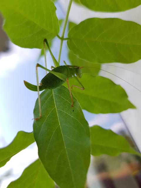 Sauterelle verte sur une feuille de glycine