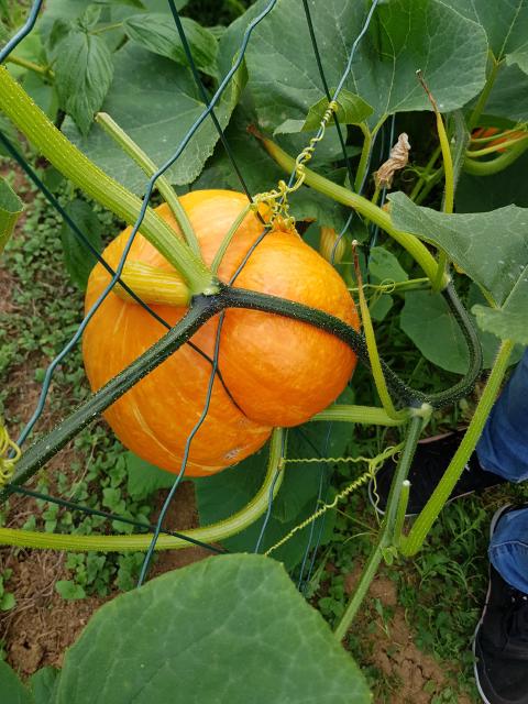 Un potimarron dans le jardin