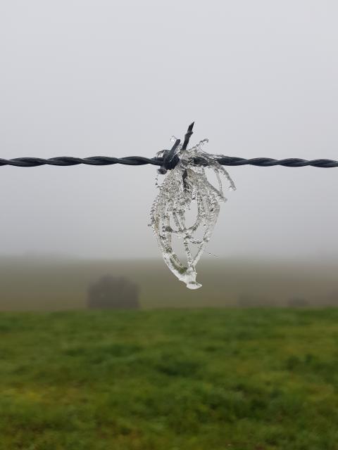 Du givre sur les barbelés