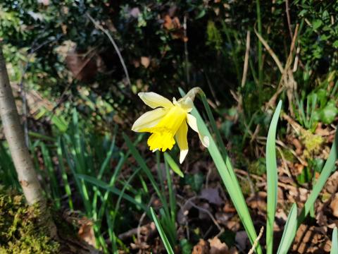 Des jonquilles au mois de février