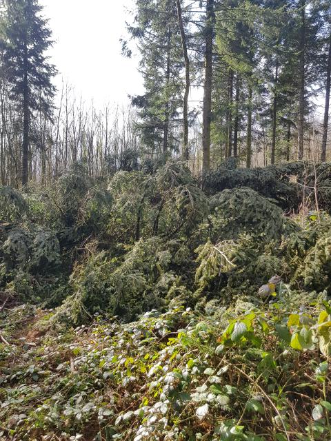 Sapins à terre