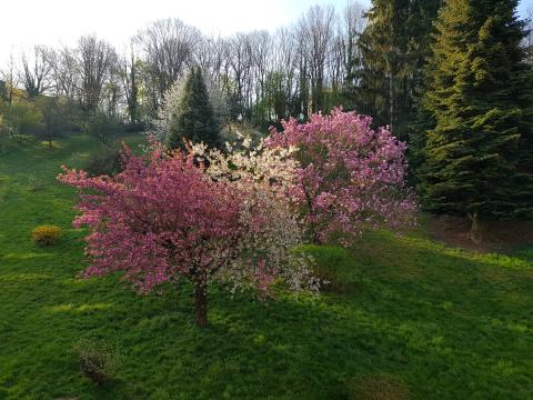 Cerisiers en fleur