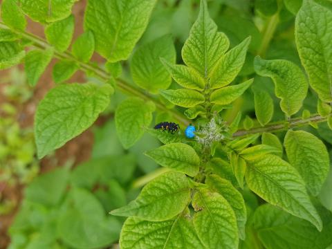 Larve de coccinelle sur un pied de pomme de terre