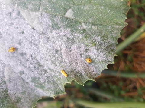 Coccinelles à vingt-deux points et larve