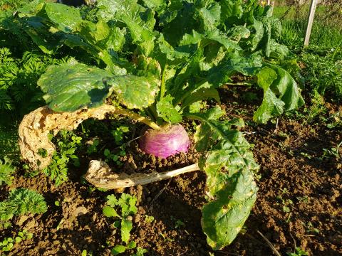 Petit navet du jardin